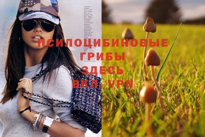 Псилоцибиновые грибы Psilocybine cubensis  MEGA вход  Гвардейск 